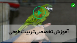 آموزش تربیت طوطی-آموزش تربیت طوطی عروس هلندی-برخی از نشانه های پرنده بیمار
