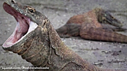 جنگ حیوانات وحشی ، خوردن گراز...