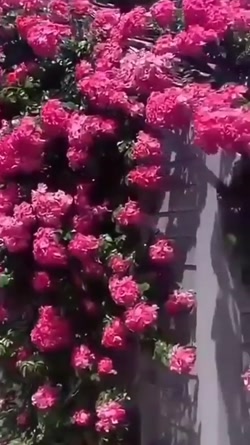 آهنگ محلی . عروسک