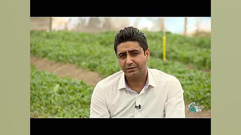 آموزش کاشت و پرورش بیبی اسفناج سلفی کله‌معمولی