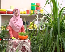 آموزش نگهداری و تکثیر گیاه زیب...