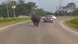 کرگدن ناگهان برای حمله به مرد...