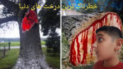 خطرناک ترین درخت های دنیا