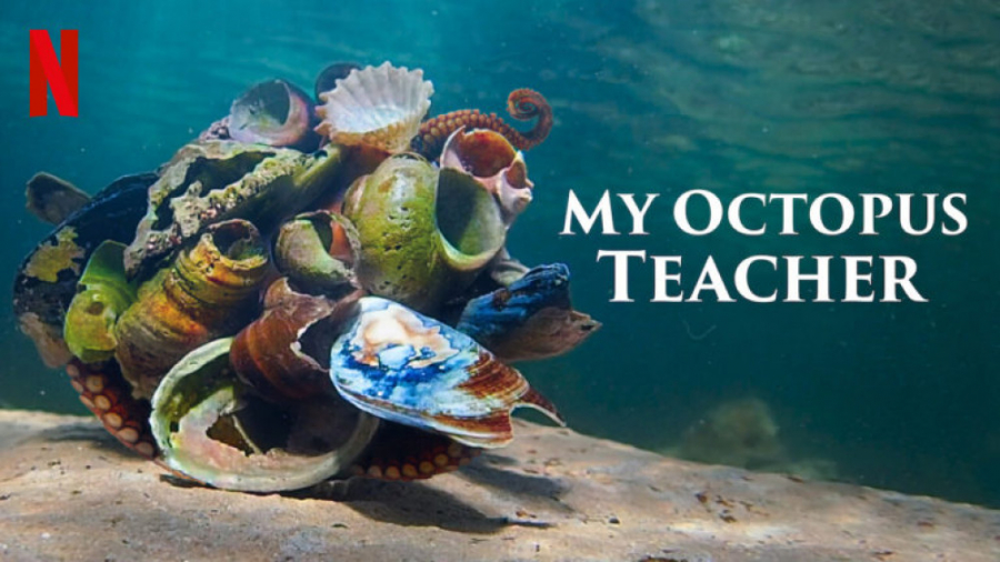 مستند معلم اختاپوس من My Octopus Teacher 2020 زمان5136ثانیه
