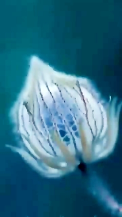 ۳۸ تا شدنمون مبارک ویدئوی آرام...