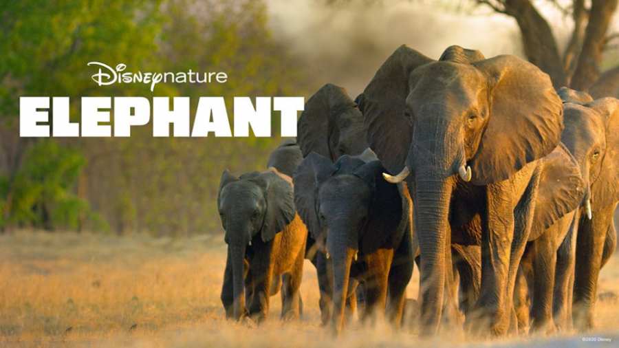 مستند فیل Elephant 2020 زمان5129ثانیه