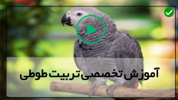 آموزش تربیت طوطی-آموزش حرفه ای تربیت طوطی-دستی کردن طوطی شما ویدیو اول