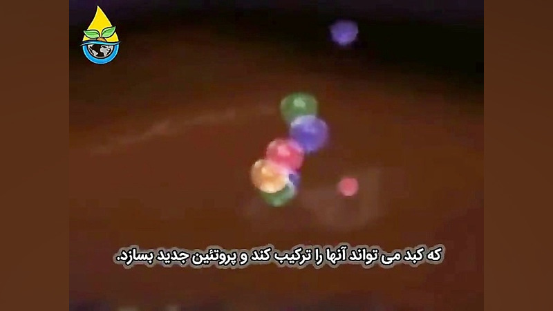کبد در بدن شما چگونه کار می کند ؟ میکرونیدلینگ