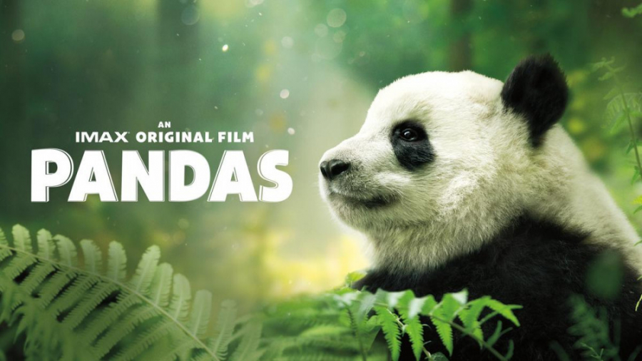 مستند پانداها Pandas 2018 زمان2537ثانیه