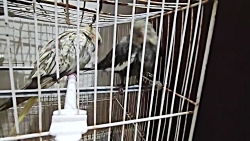 عروس هلندی در چه سنی جفت گیری...