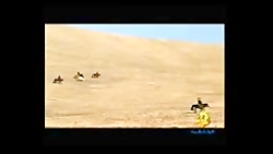 شکار گرگ توسط عقاب