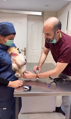 آمپول زدن به سگ