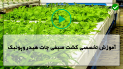 آموزش پرورش علوفه هیدروپونیک-هیدروپونیک-پرورش بذر گوجه