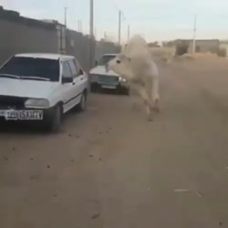 بلاخره پراید جون یه نفرو نجات داد