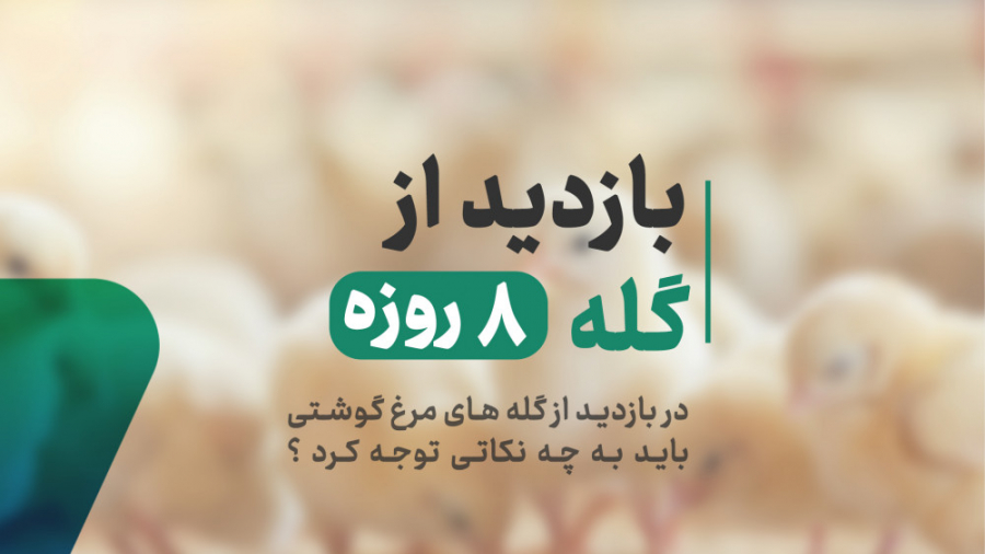 بازدید از سالن پرورش مرغ گوشتی در سن 8 روزگی دکتر محمد مهدی عبدالهی (دامپزشک)