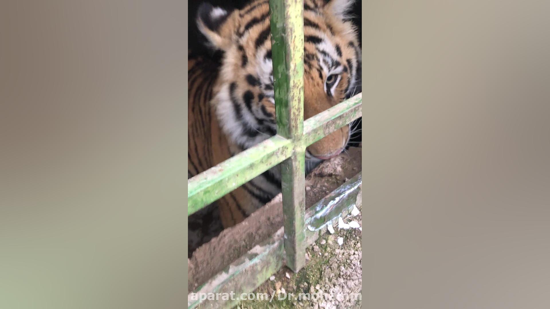 ببر دکتر محمد فلاح گرجی