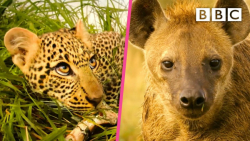 حمله حیوانات وحشی | توله پلنگ...