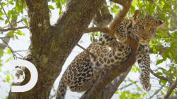 شیرها 3 گاومیش را در ازدحام می...