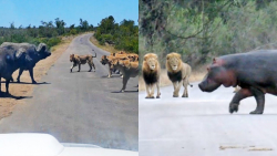 بهترین مشاهده حیوانات در سال 2...