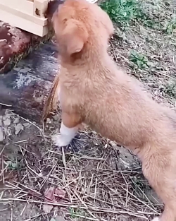 کلیپ طنز سگی که میخواست عسل بخ...