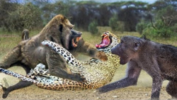 حیوانات وحشی  نبرد دیدنی بین پ...