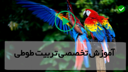 آموزش تربیت طوطی-تکنیک های تربیت طوطی-تکثیر و تولیدمثل طوطی سانان
