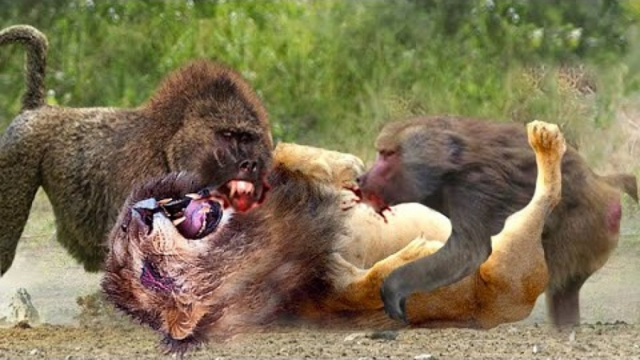 حیوانات وحشی  نبرد دیدنی بین ش...