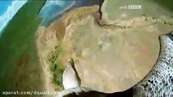 حمله عقاب به فلامینگو