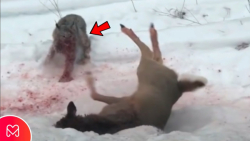 سیاهگوش وحشی باورنکردنی به گوز...