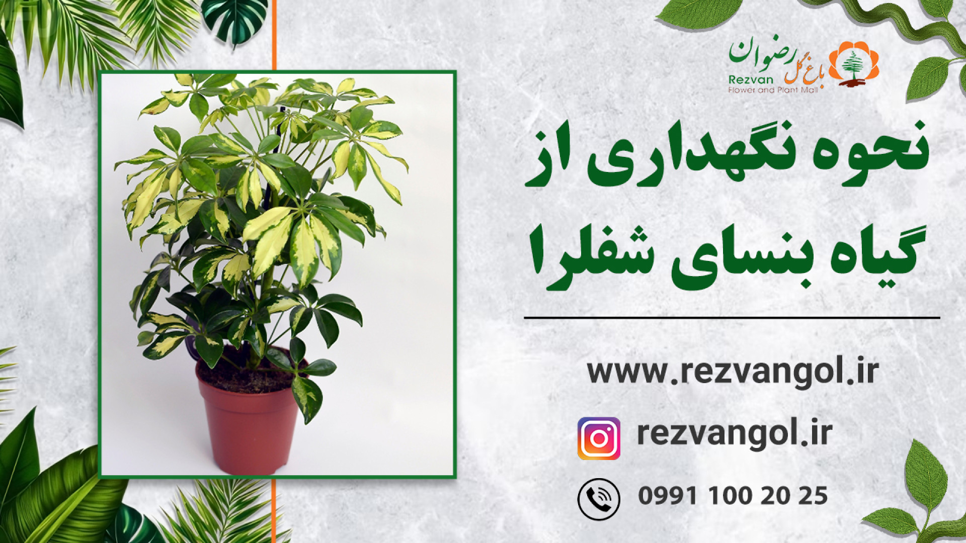 نحوه نگهداری از گیاه بنسای شفلرا زمان36ثانیه