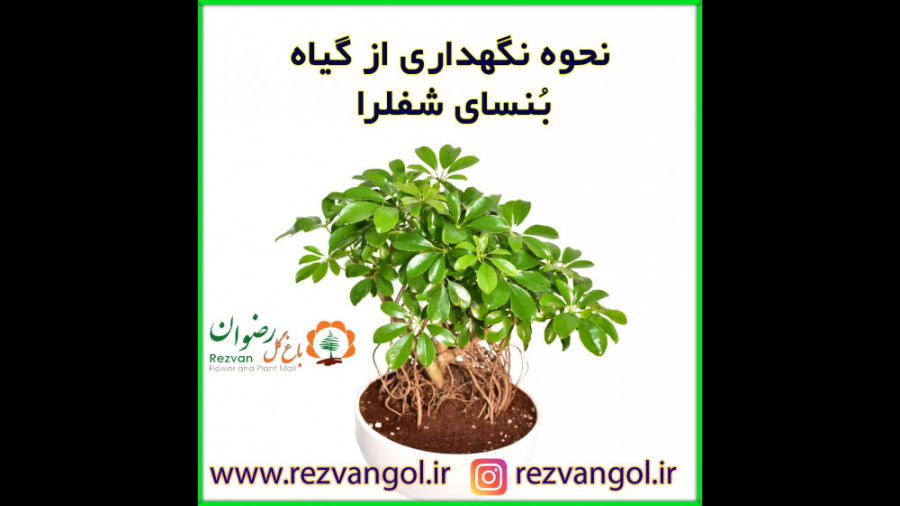 نحوه نگهداری از گیاه بنسای شفلرا زمان36ثانیه