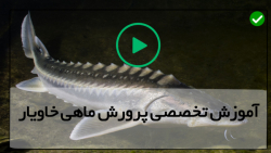 آموزش پرورش ماهی خاویار-نحوه پرورش ماهی خاویار-سرمایه گذاری و مدارک مورد نیاز آموزش پرورش ماهی خاویار-نحوه پرورش ماهی خاویار-سرمایه گذاری و مدارک مورد نیاز