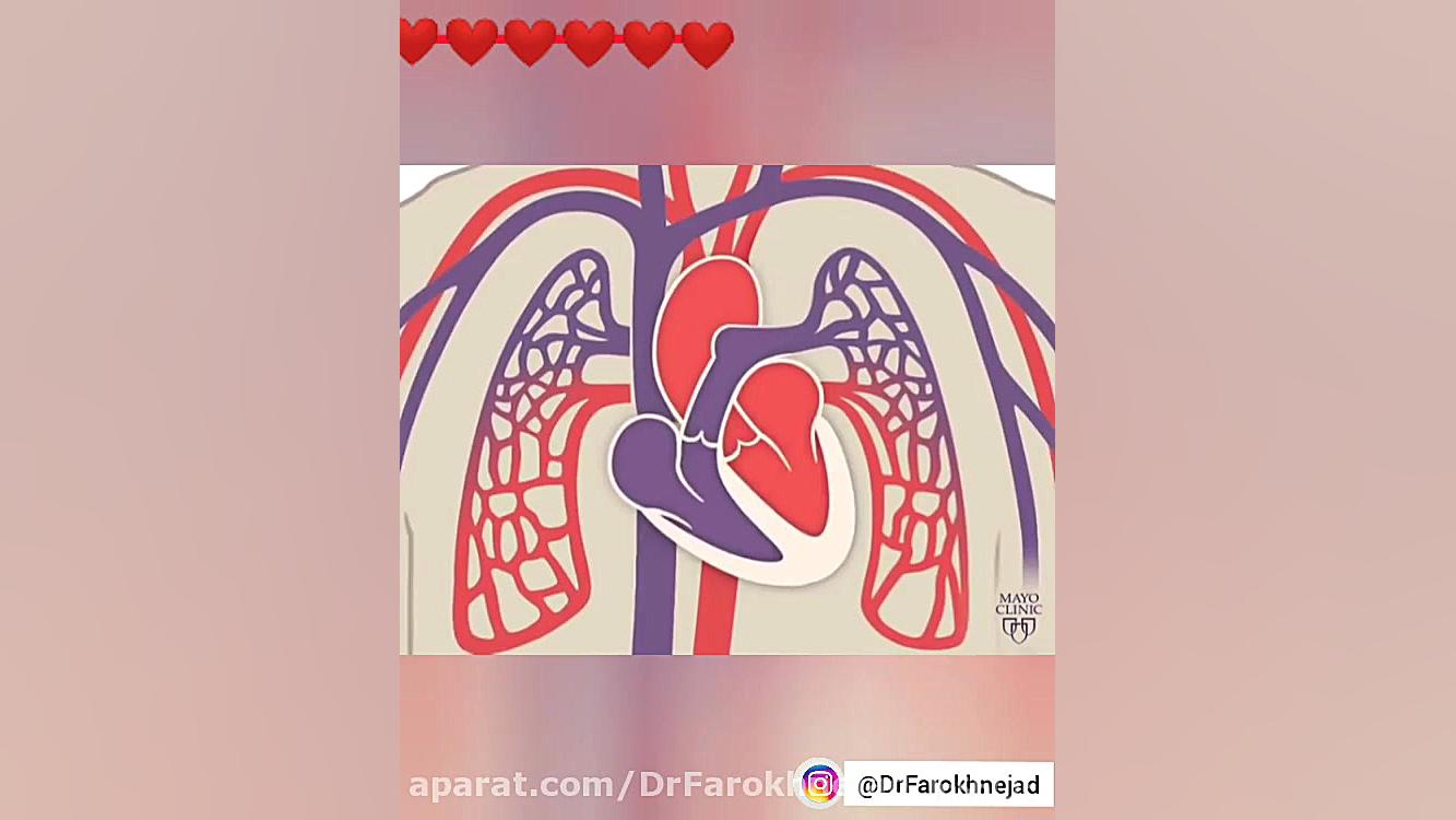 ساختار و عملکرد قلب و عروق، دکتر سمیه فرخ نژاد، متخصص قلب و فوق تخصص آنژیوپلاستی جراحی زیبایی پلک