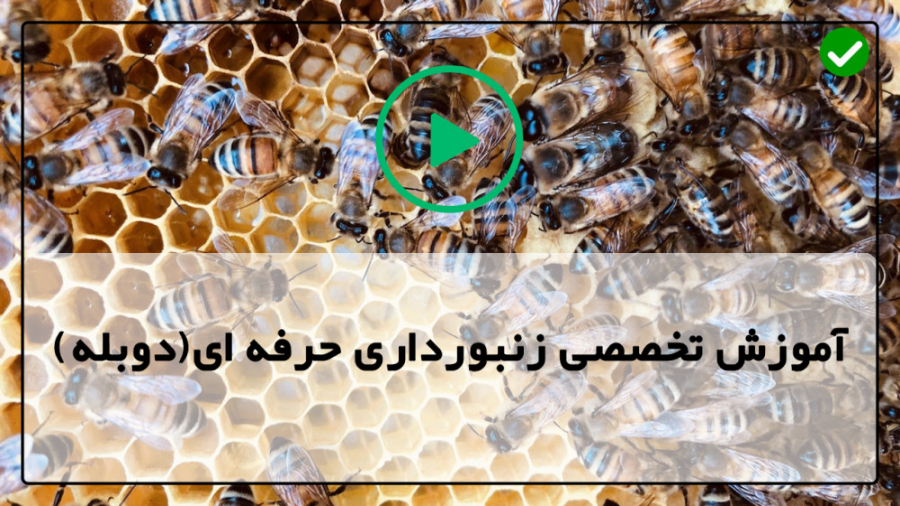 آموزش زنبورداری حرفه ای-فیلم آموزش پیوند ملکه-غذادهی به زنبورها در پاییز زمان362ثانیه