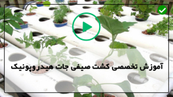 آموزش پرورش علوفه هیدروپونیک-هیدروپونیک-فلفل هیدروپونیک