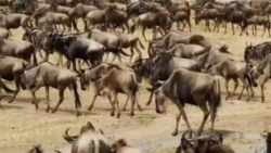 تمساح دعوا می کند و کروکودیل م...