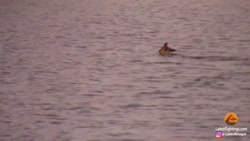 ایمپالا باردار در مقابل پلنگ د...