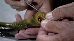 خانواده دهان گردماهیان: Petromyzontidae