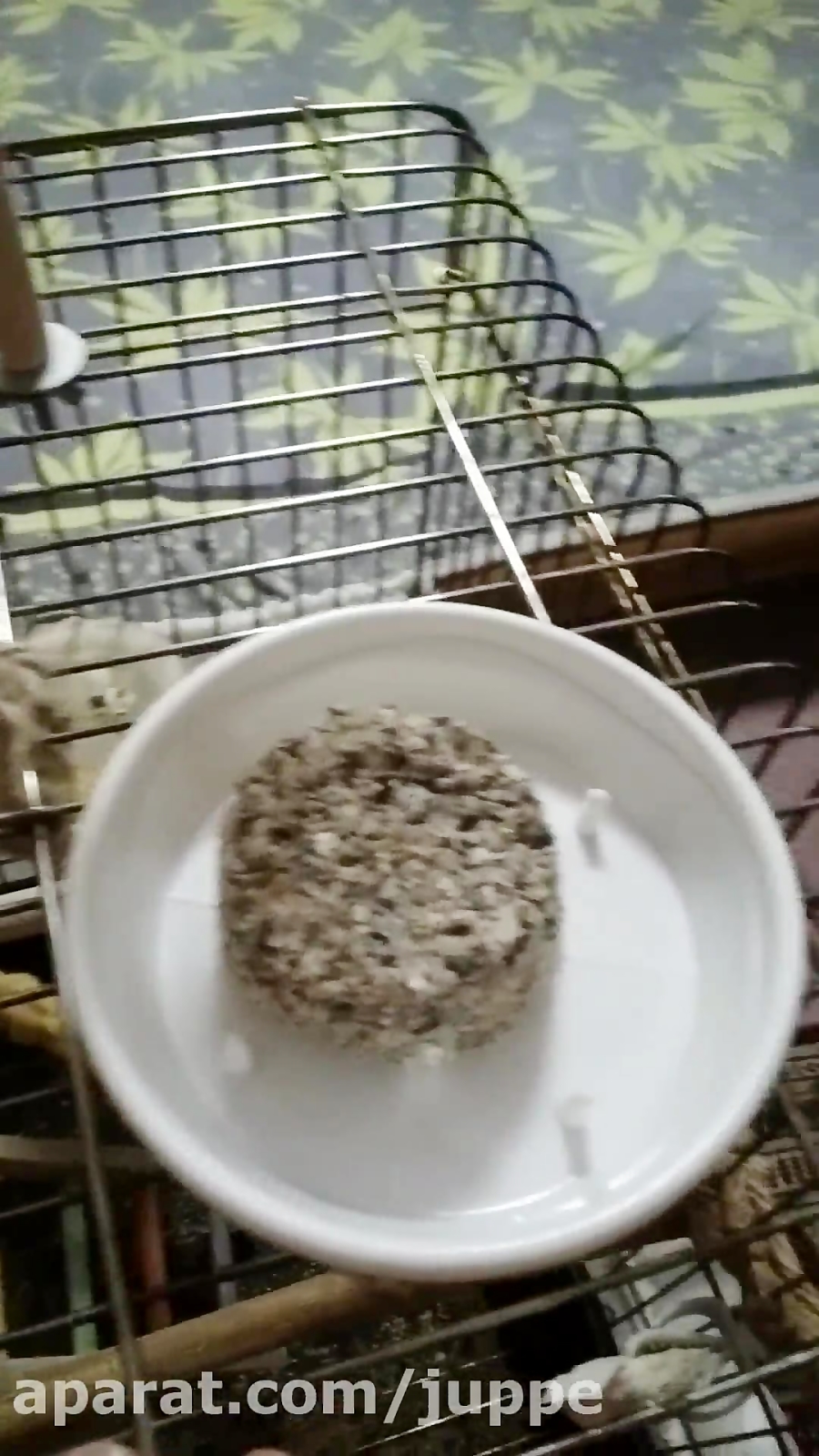 تغذیه ی سالم عروس هلندی