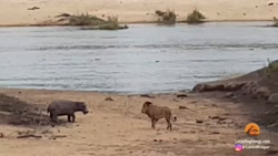 کرگدن، خطرناک ترین حیوان آفریق...