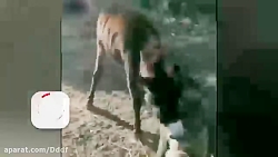 کفتار مفلوک،،