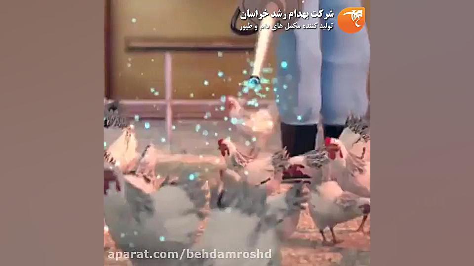 بیماری برونشیت عفونی در طیور جراحی لثه