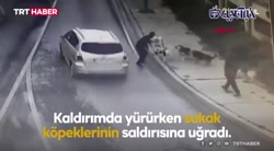 حمله ۶ سگ وحشی به یک عابر پیاده حمله ۶ سگ وحشی به یک عابر پیاده
