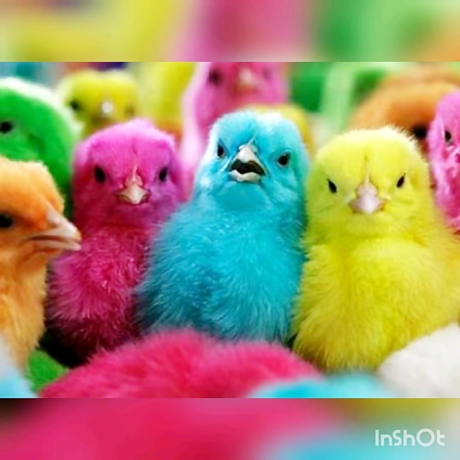 جوجه رنگی