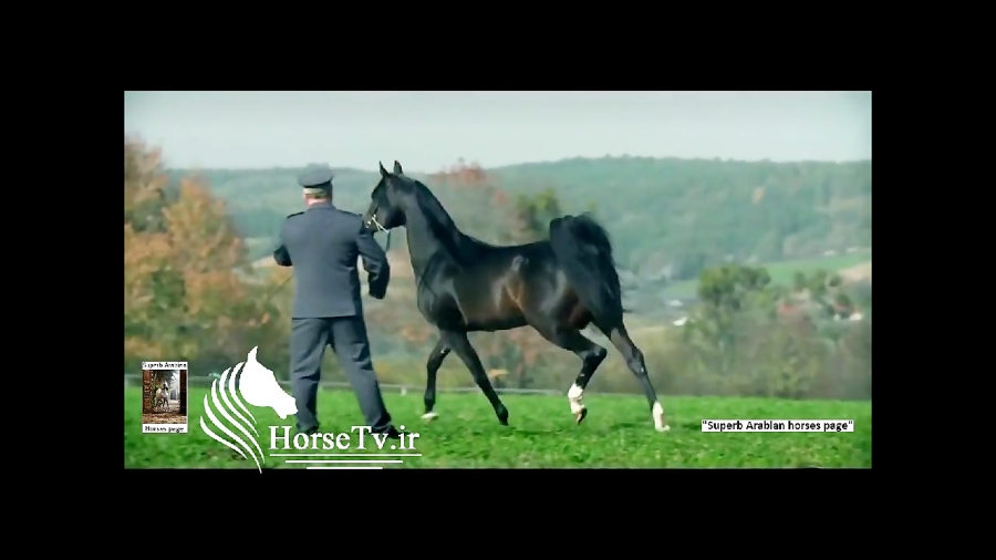 زیباترین اسب های عرب جهان کیفیت HD