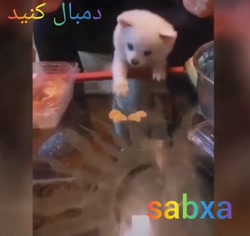 حیوانات خانگی بامزه (^o^)