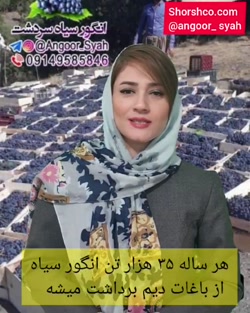انگور رشه سردشت