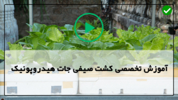 آموزش پرورش علوفه هیدروپونیک-هیدروپونیک-پوسیدگی ریشه