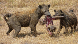 لحظات وحشیانه شکار کفتار ها |...