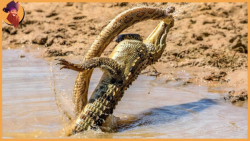 جنگ دیدنی حیوانات وحشی | حریف...